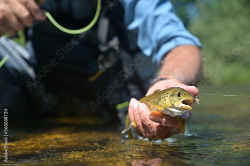 Fototapeta Naklejka Na Ścianę i Meble -  fly fisherman in summer catching brown trout fishing in a mountain river