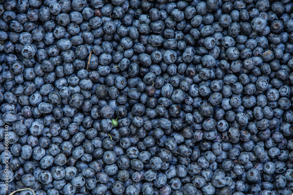 Blueberries picked in forest, macro, background texture of summer fruit. Blueberries picked in forest, macro, background texture of summer fruit.