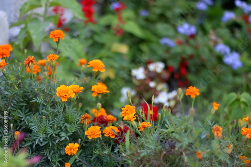 Colorful flowers growing in a garden. Selective focus.