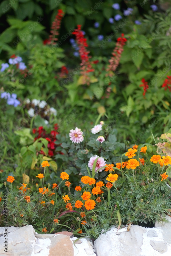 Colorful flowers growing in a garden. Selective focus.
