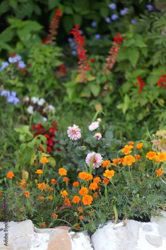 Colorful flowers growing in a garden. Selective focus. © jelena990