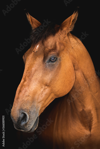 Portrait of a beautiful brown thoroughbred or purebred horse on a black background