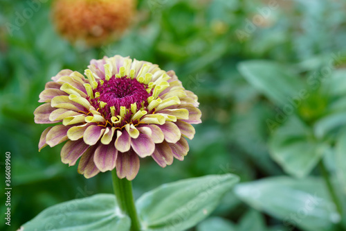 Fotografi Queen red lime zinnia flower growing in a flower garden.