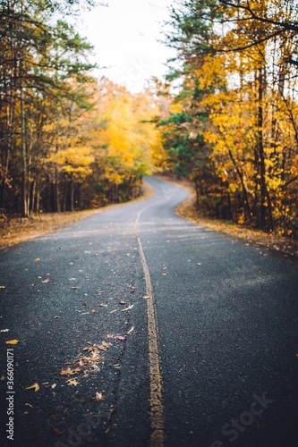 road in autumn