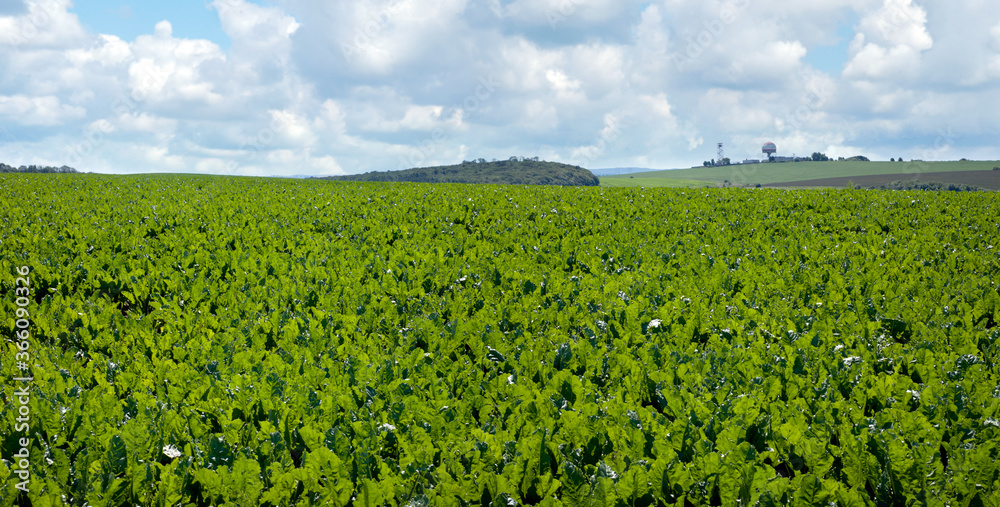 Sugar beet bright green leaves in field with cloudy blue sky