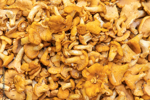 Chanterelles mushrooms on a white background. Yellow chanterelle isolated.