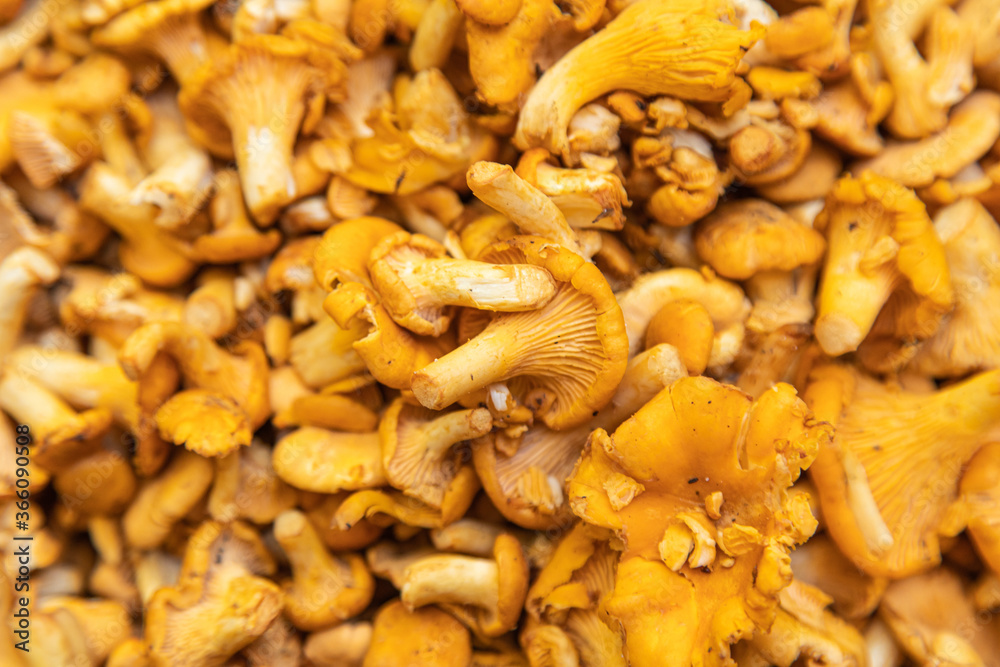 Chanterelles mushrooms on a white background. Yellow chanterelle isolated. Chanterelles mushrooms on a white background. Yellow chanterelle isolated.