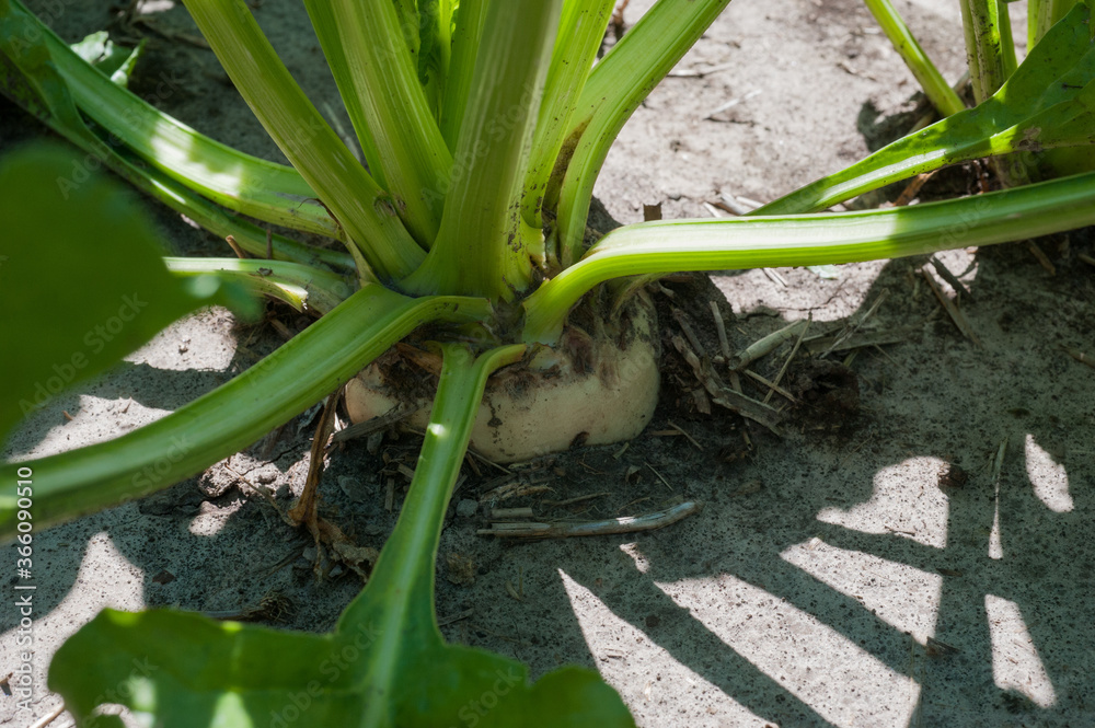Fototapeta premium sugar beet fruit closeup aged three months from planting