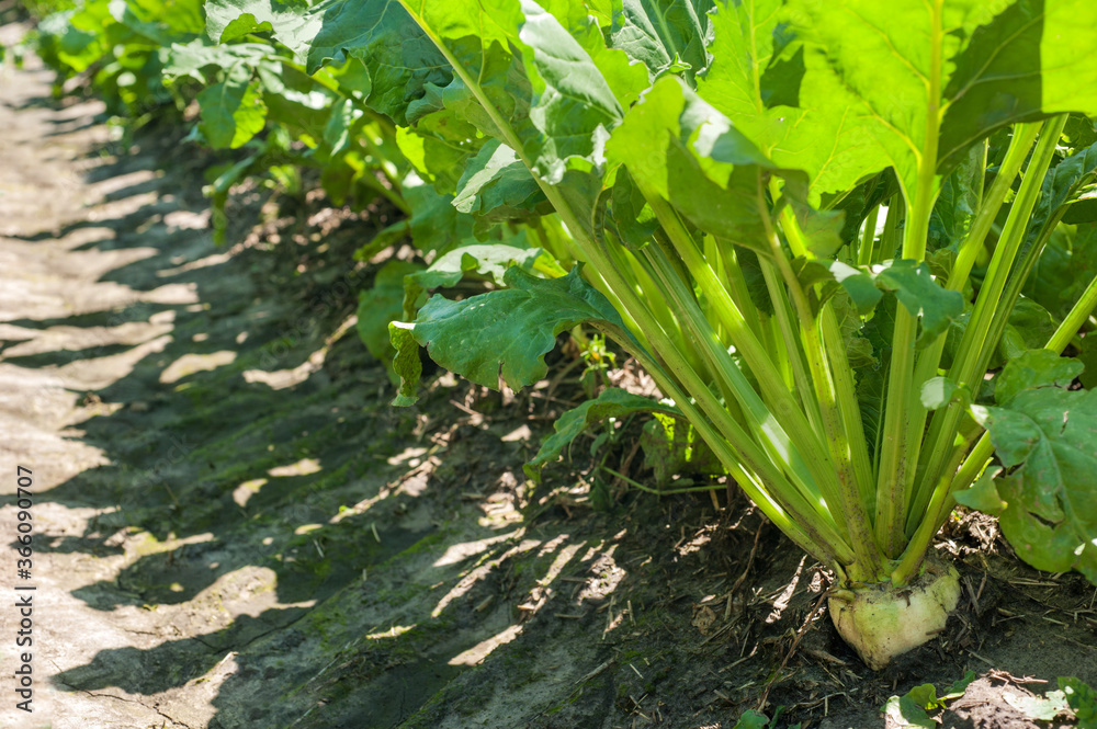 detail of sugar beet fruit aged three months from planting detail of sugar beet fruit aged three months from planting