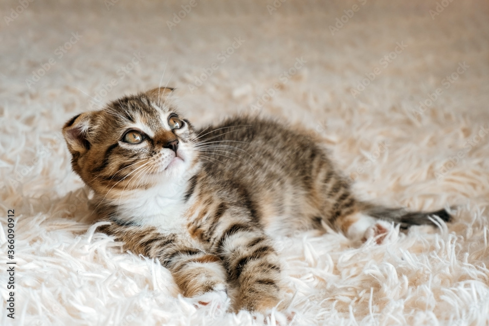 portrait of a cute scottish lop eared kitten lying on a fluffy blanket