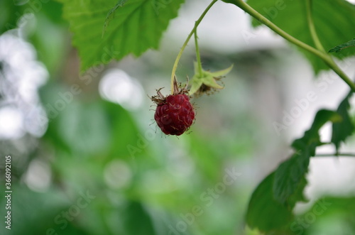 ripe red raspberry in my garden in July