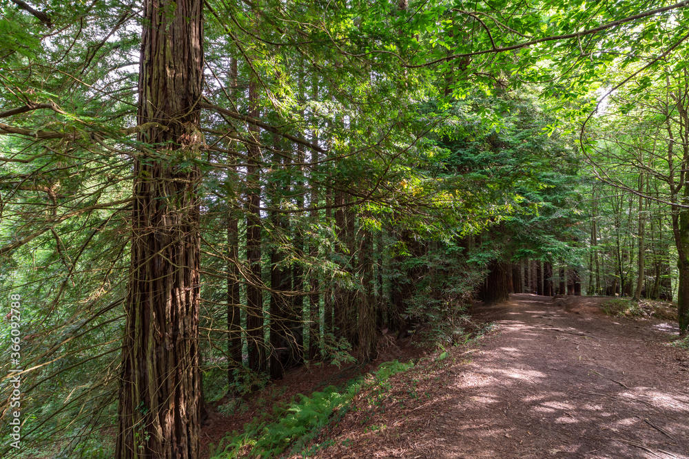 Fototapeta premium View of a trail, at sunset, in the redwood park of Cantabria, Spain, in hoprizontal
