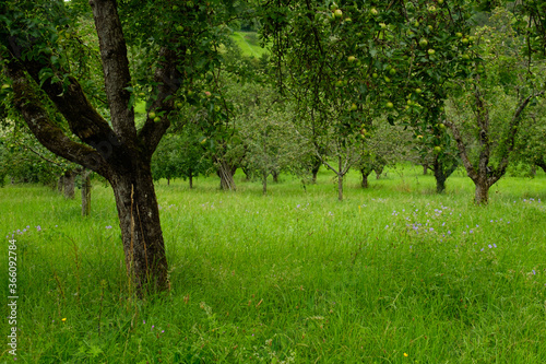 Fototapeta Naklejka Na Ścianę i Meble -  Apple tree on a green meadow