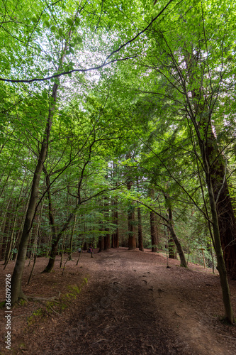 View of a path inside the redwood park in Cantabria, Spain, in vertical