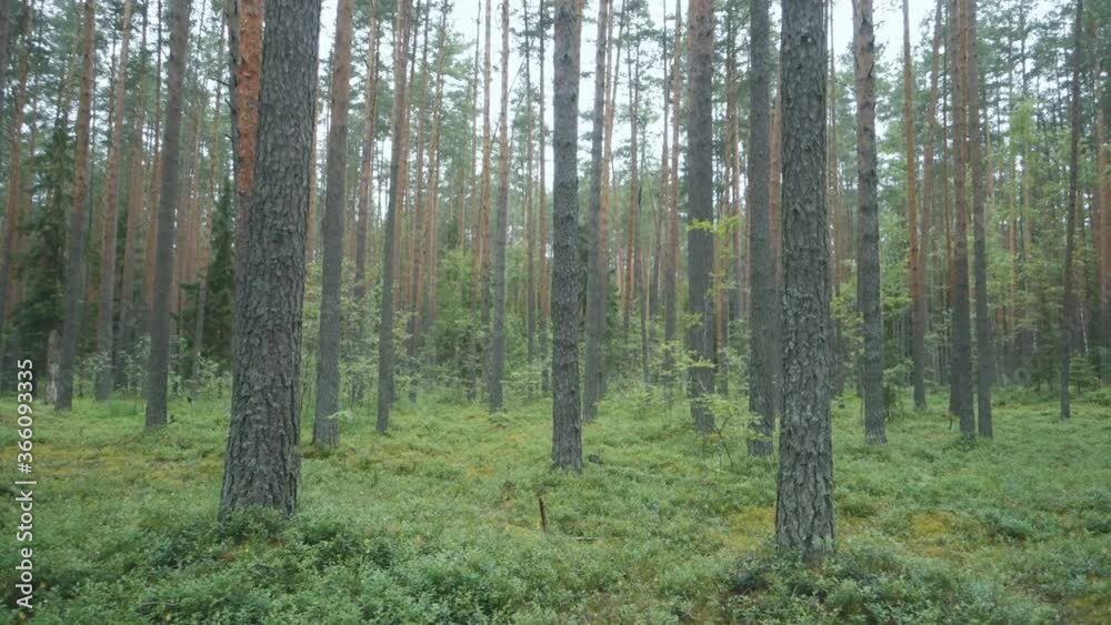 Berries in the forest. Blueberries growing in forest. Berries in the forest. Blueberries growing in forest.
