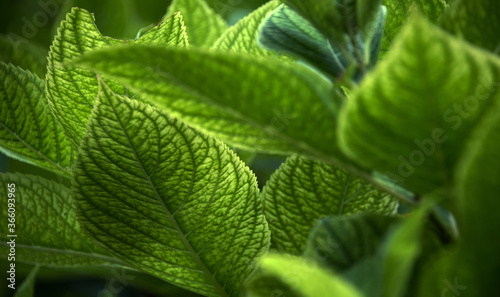 Green leaves background