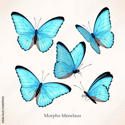 Vector set of morpho in five different views photo