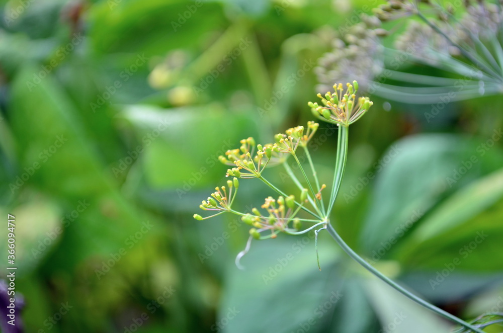 Green dill growing in my garden Green dill growing in my garden