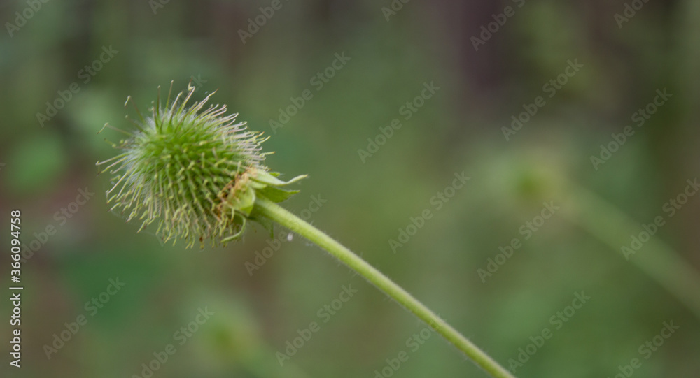 Close-up of a small forest plant