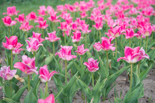 environment and ecology. enjoy seasonal blossom. pink flowers in field. Landscape of Netherlands tulips. Spring season travel. Colorful spring tulip field. pink vibrant flowers. beauty of nature