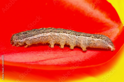 A macro image of a Cabbage Moth caterpillar - Mamestra brassicae. photo