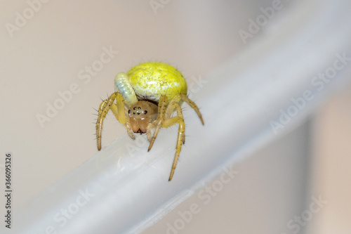 An Araniella cucurbitina spider (aka Cucumber spider) with a parasite which will eventually kill it. This is not an uncommon occurence.