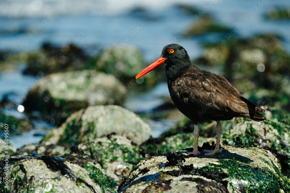 Closeup profile portrait of a Black Oystercatcher on Whidbey Island Closeup profile portrait of a Black Oystercatcher on Whidbey Island