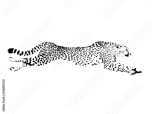 Photography Cheetah / Gepard