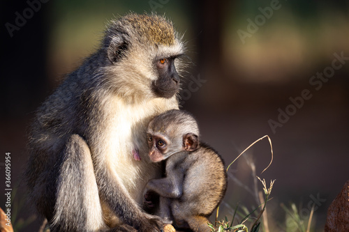 A small monkey is sitting with his mother in the grass