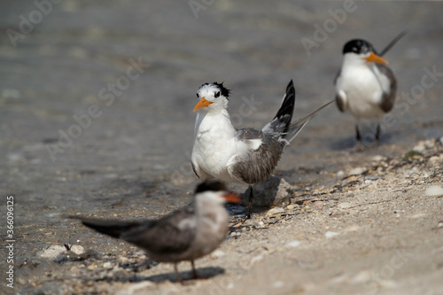 Greater Crested Terns and a white-cheeked tern at Busaiteen coast, Bahrain