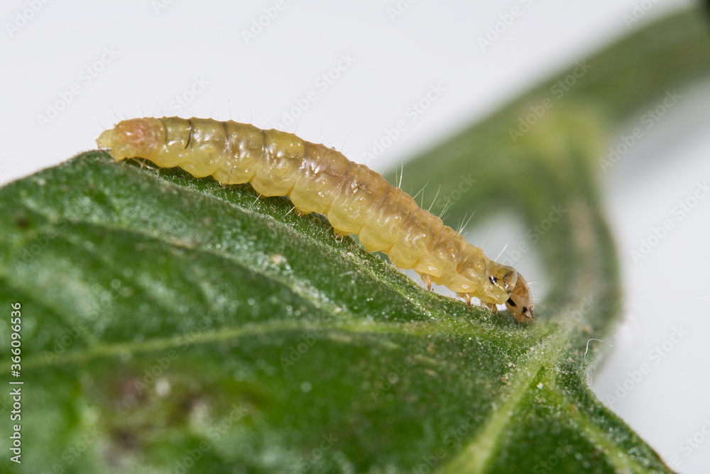Fototapeta premium A small caterpillar found on the tomato plant in the kitchen garden greenhouse.