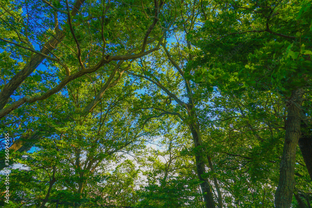 Obraz premium 新緑に包まれた玉川上水と建物