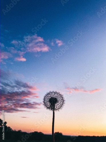 Dandelion in the sky