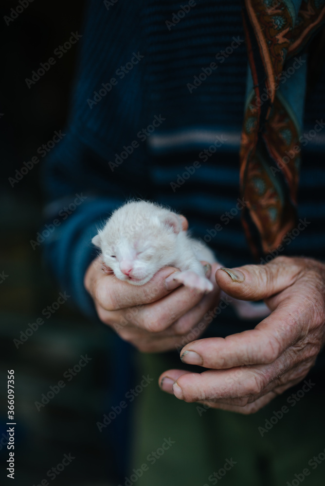 Old man holding little kitten closeup Old man holding little kitten closeup