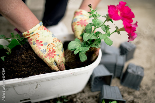 Gardener plants colorful herbs with protective gloves in garden soil.