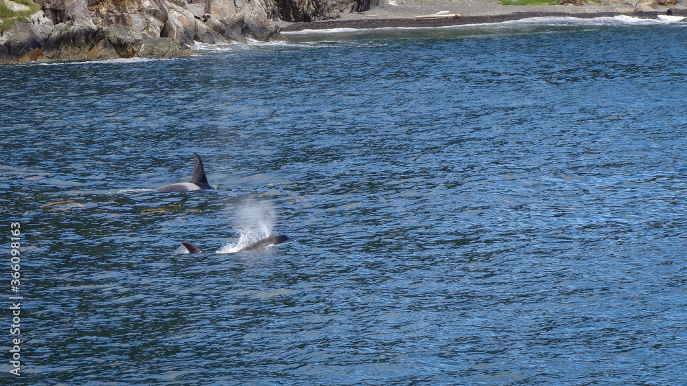 Fototapeta premium Two Orcas Breaching