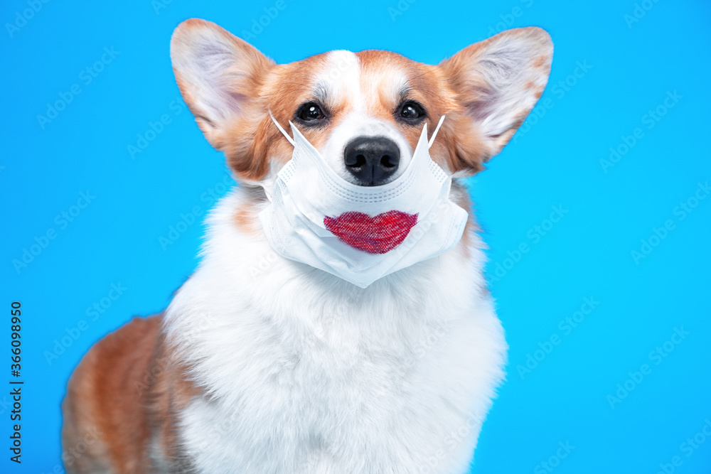 Funny welsh corgi pembroke or cardigan dog in medical safety mask with imprint of passionate red lips covering nose on blue background. Health protection equipment during epidemics or allergies. Funny welsh corgi pembroke or cardigan dog in medical safety mask with imprint of passionate red lips covering nose on blue background. Health protection equipment during epidemics or allergies.