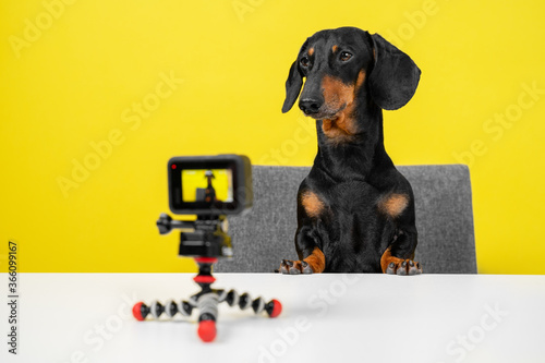 Canvas Print Famous obedient dachshund blogger sits at table and shoots video blog for dogs on action camera on yellow background, front view