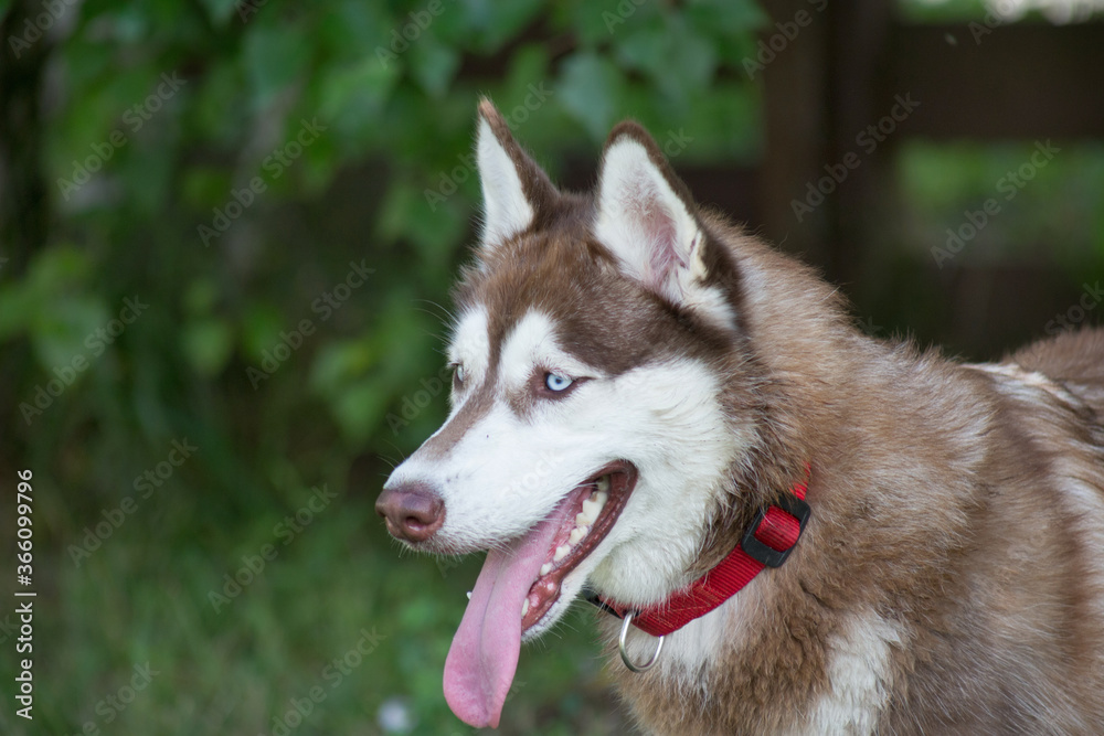 Cute siberian husky puppy is standing on a green grass in the summer park. Pet animals.