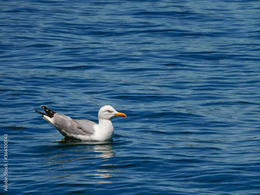 Gaviota patiamarilla en el puerto de Cudillero Gaviota patiamarilla en el puerto de Cudillero