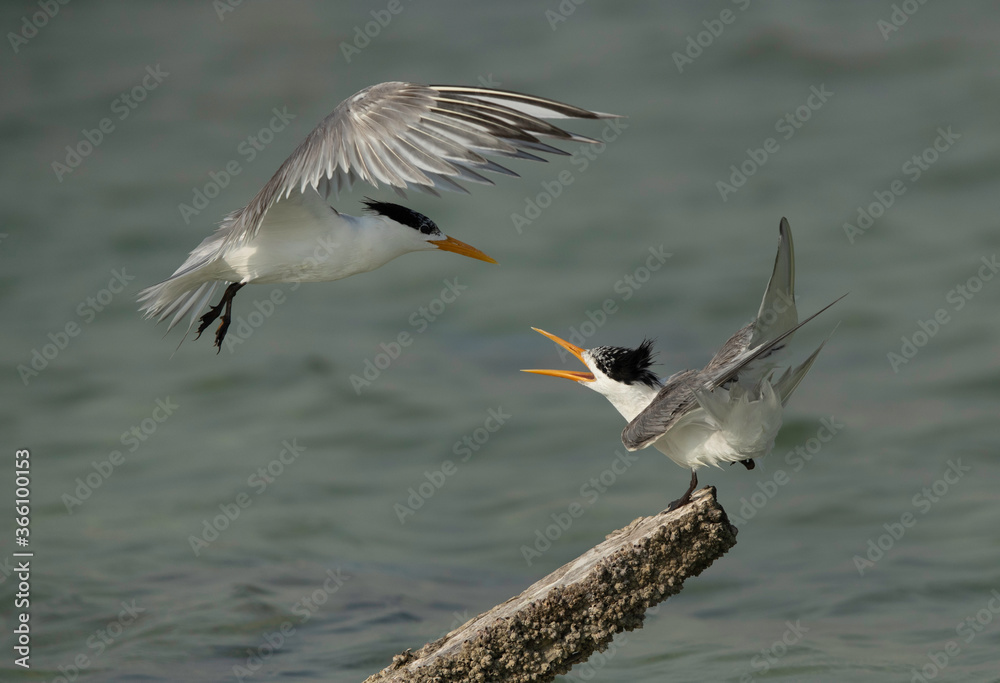 Greater Crested Tern fighting for wooden log at Busaiteen coast, Bahrain Greater Crested Tern fighting for wooden log at Busaiteen coast, Bahrain