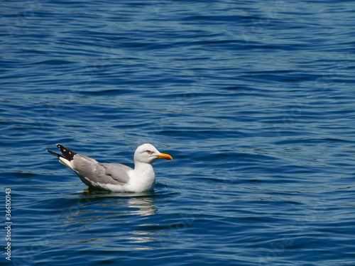 Gaviota patiamarilla en el puerto de Cudillero