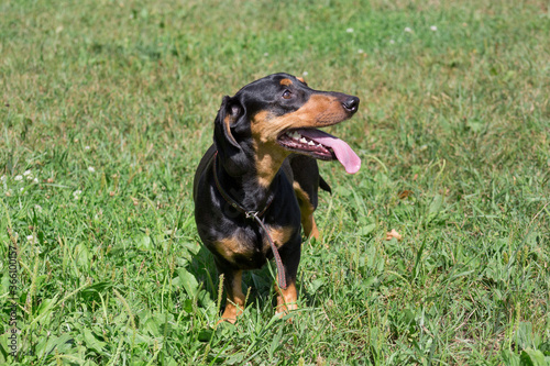Cute dachshund puppy is standing on a green grass in the summer park. Pet animals.