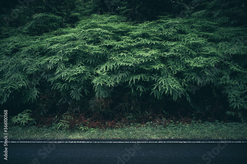 Street through the woods, f...