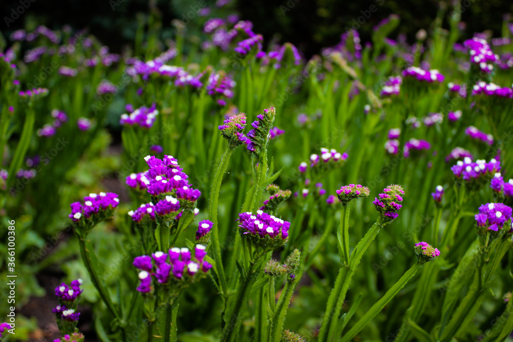 Limonium sinuatum, commonly known as wavyleaf sea lavender, statice, sea lavender