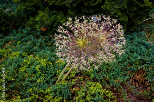 Allium Schubertii  (Known By The other Names Ornamental Onion Or Flowering Onion Or Persian Onion).