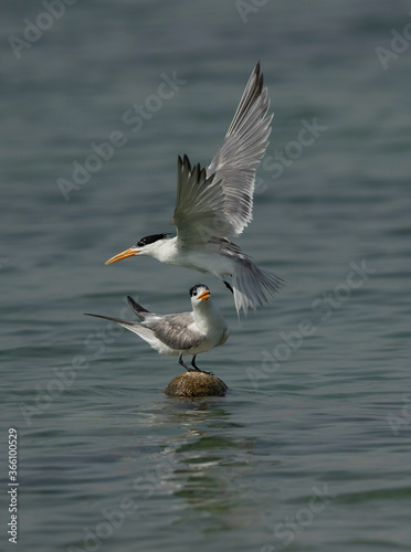 Greater Crested Tern fight for space at Busaiteen coast, Bahrain