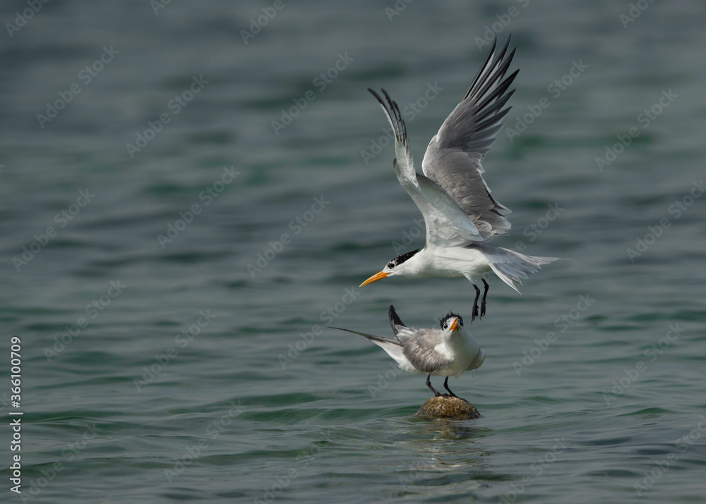 Greater Crested Tern trying to get space at Busaiteen coast, Bahrain Greater Crested Tern trying to get space at Busaiteen coast, Bahrain