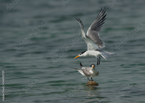 Greater Crested Tern trying to get space at Busaiteen coast, Bahrain