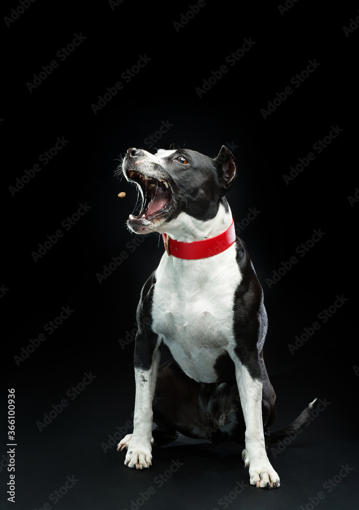 dog breed pitbull catches food, isolated on black background